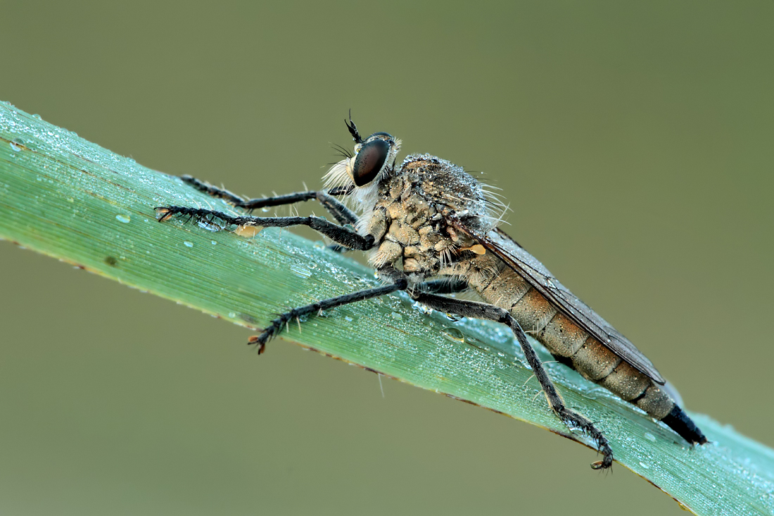 Robber Fly